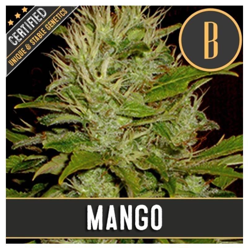 Mango