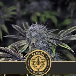 Narkosis · Blimburn Seeds ·...