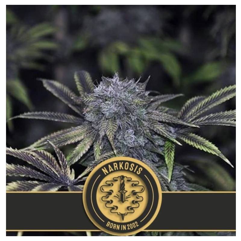 Narkosis · Blimburn Seeds · kenevir tohum · Disi · Fem