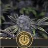 Narkosis · Blimburn Seeds · kaufen cannabis samen · Fem