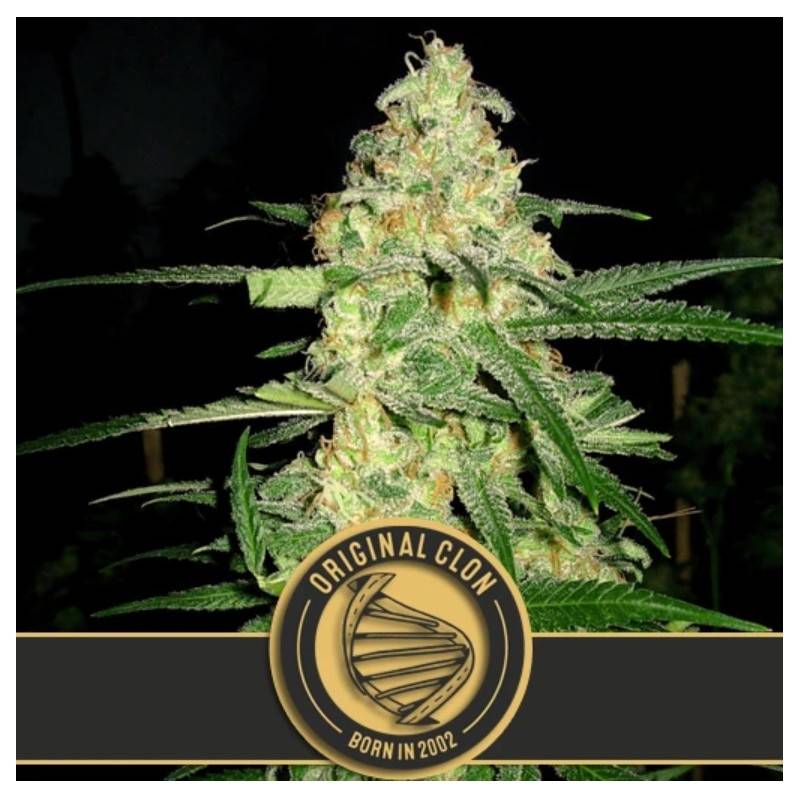 Original Clon · Blimburn Seeds · sementes de maconha · Fem