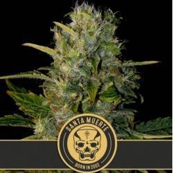 Santa Muerte · Blimburn...