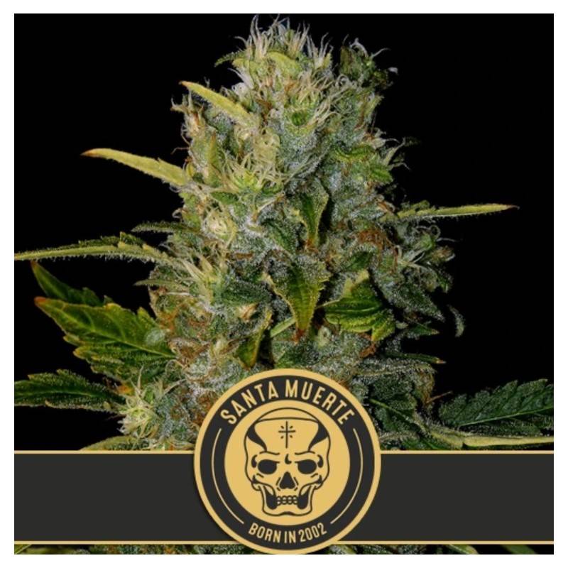 Santa Muerte · Blimburn Seeds · kaufen cannabis samen · Fem