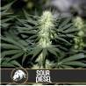 Sour Diesel · Blimburn Seeds · graines de cannabis · Fem
