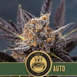 Tangie Auto · Blimburn Seeds · kaufen cannabis samen · AutoFem