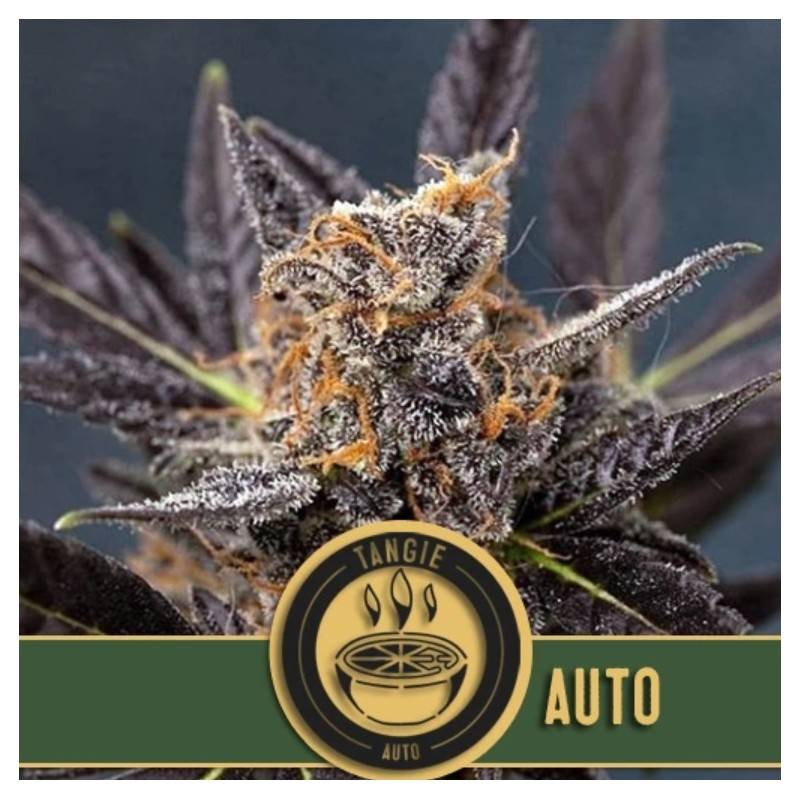 Tangie Auto
