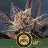 Tangie Auto · Blimburn Seeds · graines de cannabis · AutoFem