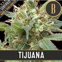 Tijuana · Blimburn Seeds ·...