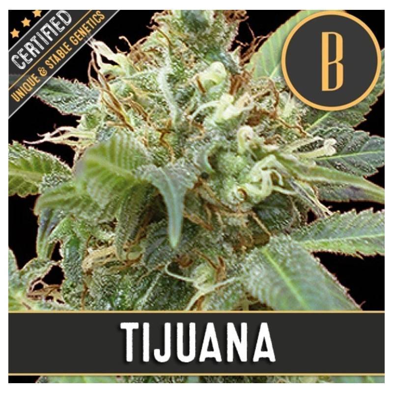 Tijuana · Blimburn Seeds · sementes de maconha · Fem
