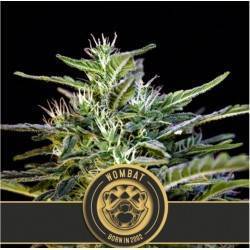 Wombat · Blimburn Seeds ·...