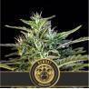 Wombat · Blimburn Seeds · graines de cannabis · Fem