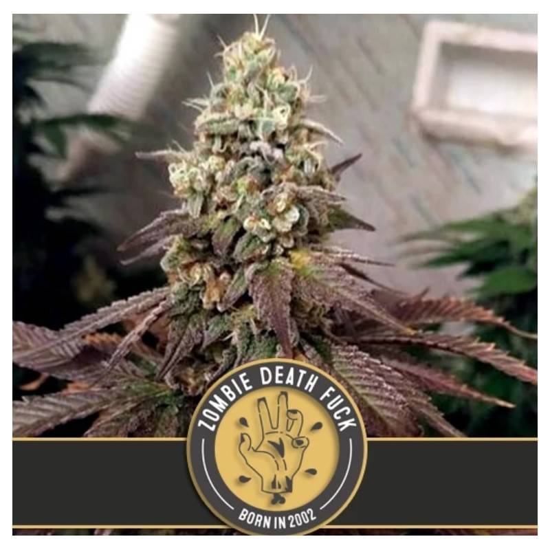 Zombie Death Fuck · Blimburn Seeds · sementes de maconha · Fem