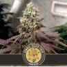 Zombie Death Fuck · Blimburn Seeds · cannabis seeds · Fem