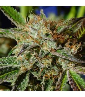 AUTO GHOST COOKIES ·...