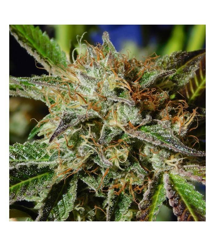 AUTO GHOST COOKIES · Original Sensible Seeds · semillas de marihuana · AutoFem