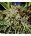 AUTO GHOST COOKIES · Original Sensible Seeds · kaufen cannabis samen · AutoFem