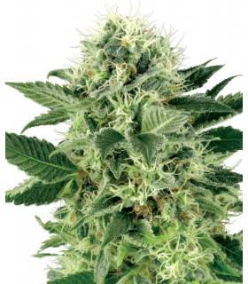 AUTO NORTHERN LIGHTS · Dr...