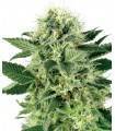 AUTO NORTHERN LIGHTS · Dr Green Seeds · sementes de maconha a granel · AutoFem