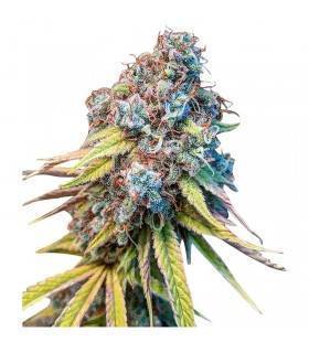 GELATO · Dr Green Seeds ·...