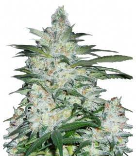 NORTHERN LIGHTS · Dr Green...