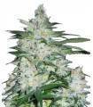 NORTHERN LIGHTS · Dr Green Seeds · graines de cannabis en gros · Fem