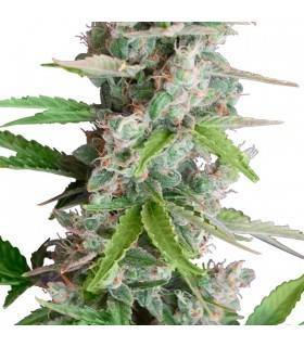 AUTO AK · Dr Green Seeds ·...