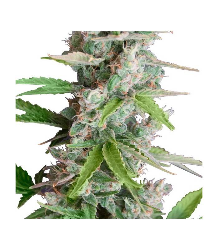 AUTO AK · Dr Green Seeds · sementes de maconha a granel · AutoFem