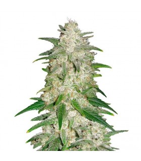 AUTO GELATO · Dr Green...