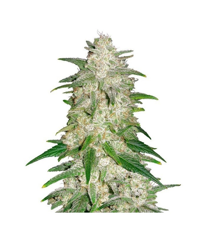 AUTO GELATO · Dr Green Seeds · sementes de maconha a granel · AutoFem