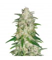 AUTO GELATO · Dr Green Seeds · bulk cannabis samen · AutoFem