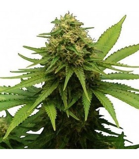 CRITICAL + · Dr Green Seeds...
