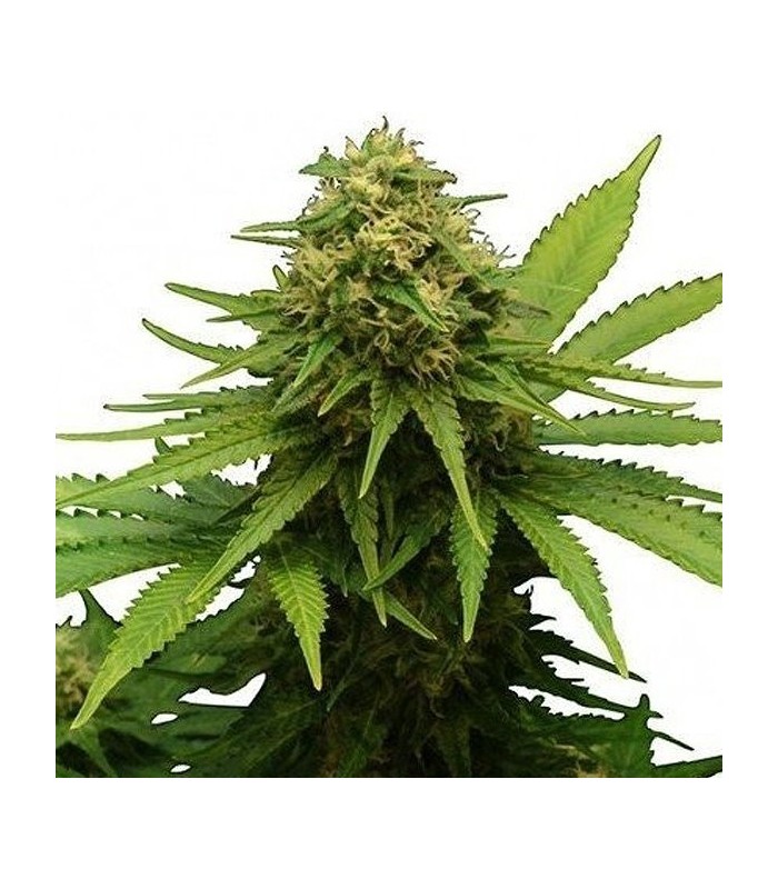 Critical + – Feminisierte Samen Dr. Green Seeds