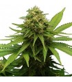 Critical + – Sementes Feminizadas Dr. Green Seeds