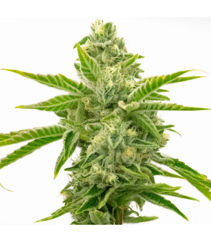 AMNESIA LEMON · Dr Green Seeds · bulk cannabis samen · Fem