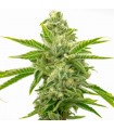 AMNESIA LEMON · Dr Green Seeds · bulk cannabis samen · Fem