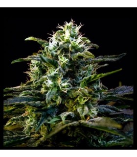 MAMBA NEGRA AUTO · Dr Green...