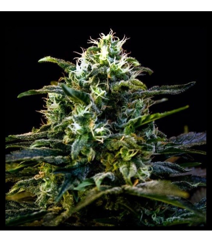 MAMBA NEGRA AUTO · Dr Green Seeds · bulk cannabis samen · AutoFem