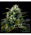 MAMBA NEGRA AUTO · Dr Green Seeds · sementes de maconha a granel · AutoFem