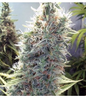 CINDERELLA WHITE · Dr Green...
