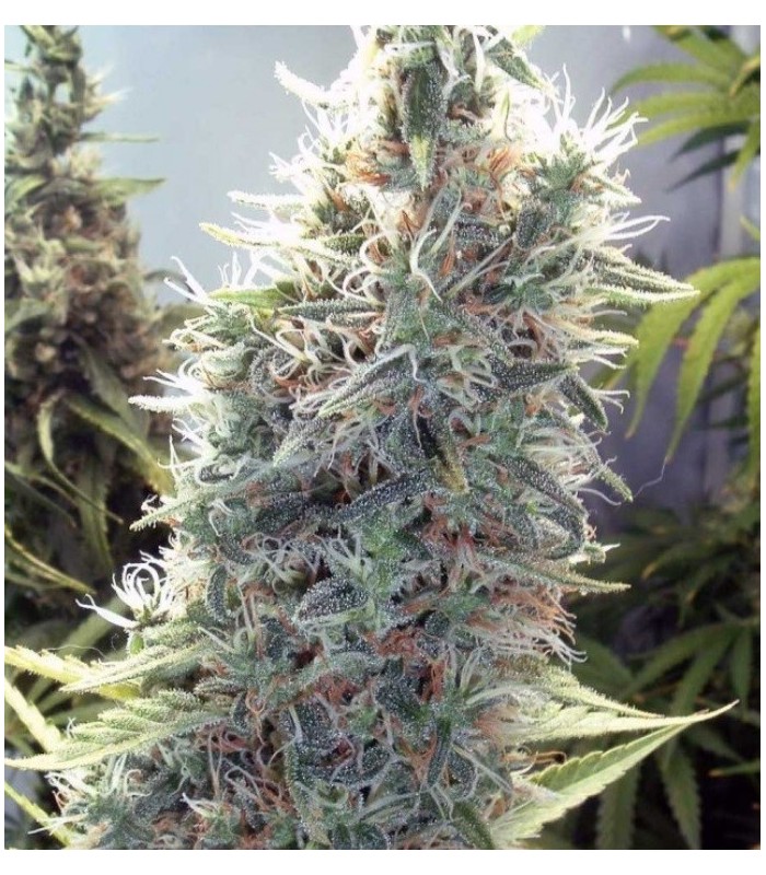 CINDERELLA WHITE · Dr Green Seeds · sementes de maconha a granel · Fem