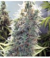 CINDERELLA WHITE · Dr Green Seeds · graines de cannabis en gros · Fem