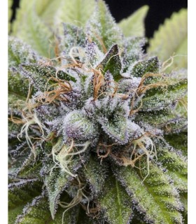 BUBBA KUSH · Dr Green Seeds...
