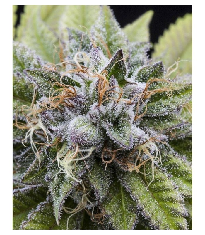 BUBBA KUSH · Dr Green Seeds · graines de cannabis en gros · Fem