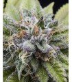 BUBBA KUSH · Dr Green Seeds · graines de cannabis en gros · Fem
