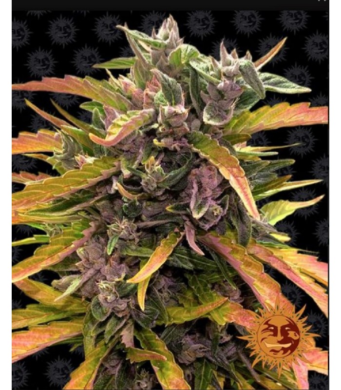 Gorilla Glue Auto – Autoflower Samen Barney’s Farm