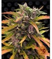 Gorilla Glue Auto – Sementes Autoflorescentes Barney’s Farm