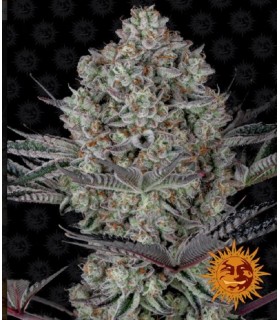 RUNTZ MUFFIN · Barneys Farm...