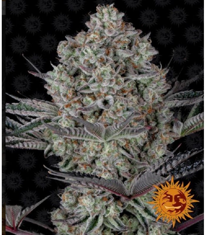 RUNTZ MUFFIN · Barneys Farm · kaufen cannabis samen · Fem