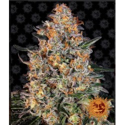 BUBBA KUSH · Barneys Farm ·...