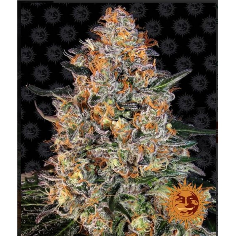 BUBBA KUSH · Barneys Farm · kenevir tohum · Disi · Fem